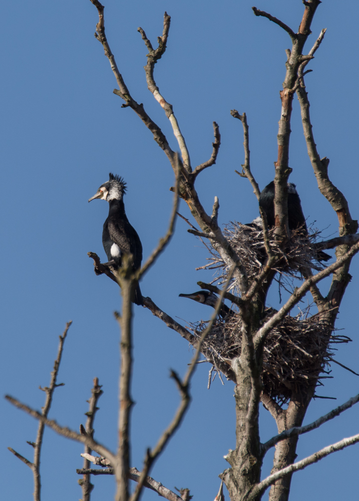 DOKU - Kormoran bei der Balz