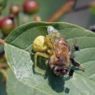 Doku - Krabbenspinne mit Beute -