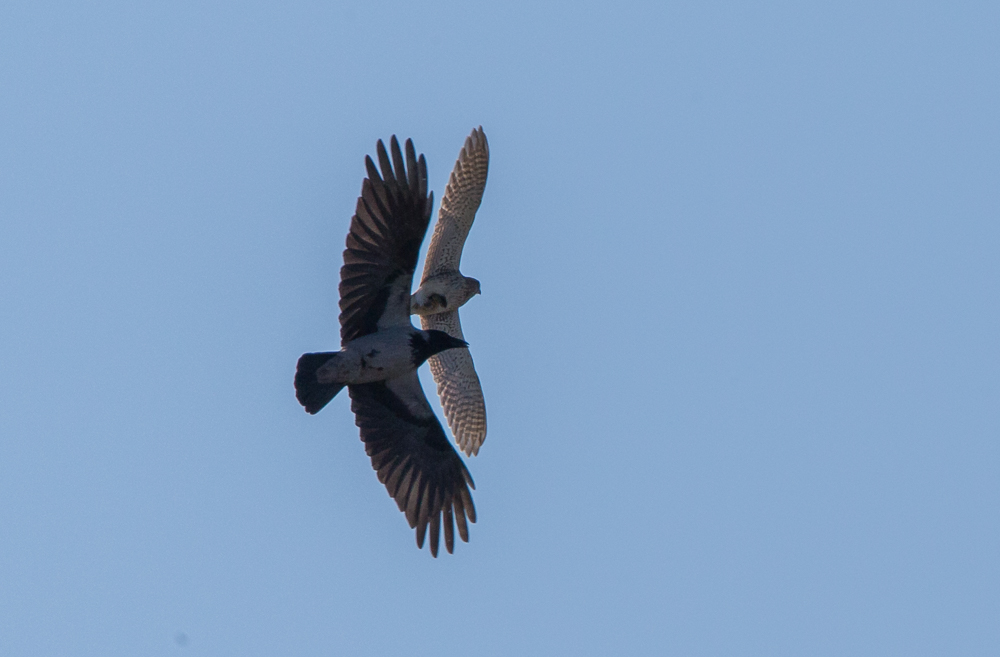 Doku Krähe und Turmfalke