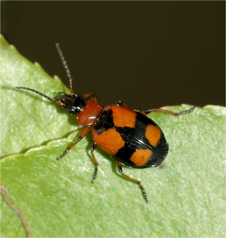 Doku -Lebia cruxminor (: Kleinkreuz-Prunkläufer).