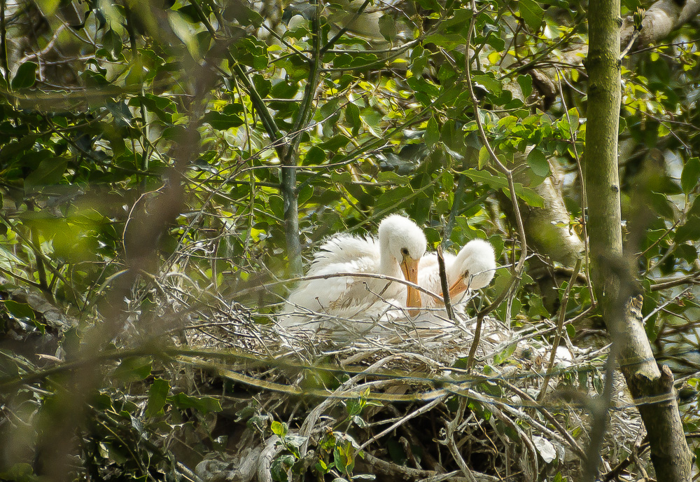 Doku: Löffler (Platalea leucorodia), Jungtiere