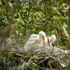 Doku: Löffler (Platalea leucorodia), Jungtiere