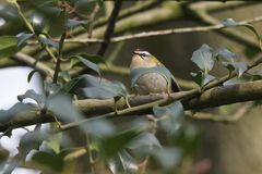 Doku: Sommergoldhähnchen