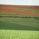 Doku - Suchbild im Mohnfeld