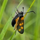 Doku vom gelb-orangen Hufeisenklee-Widderchen