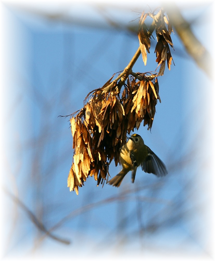 Doku - Wintergoldhähnchen vom 5.1.09