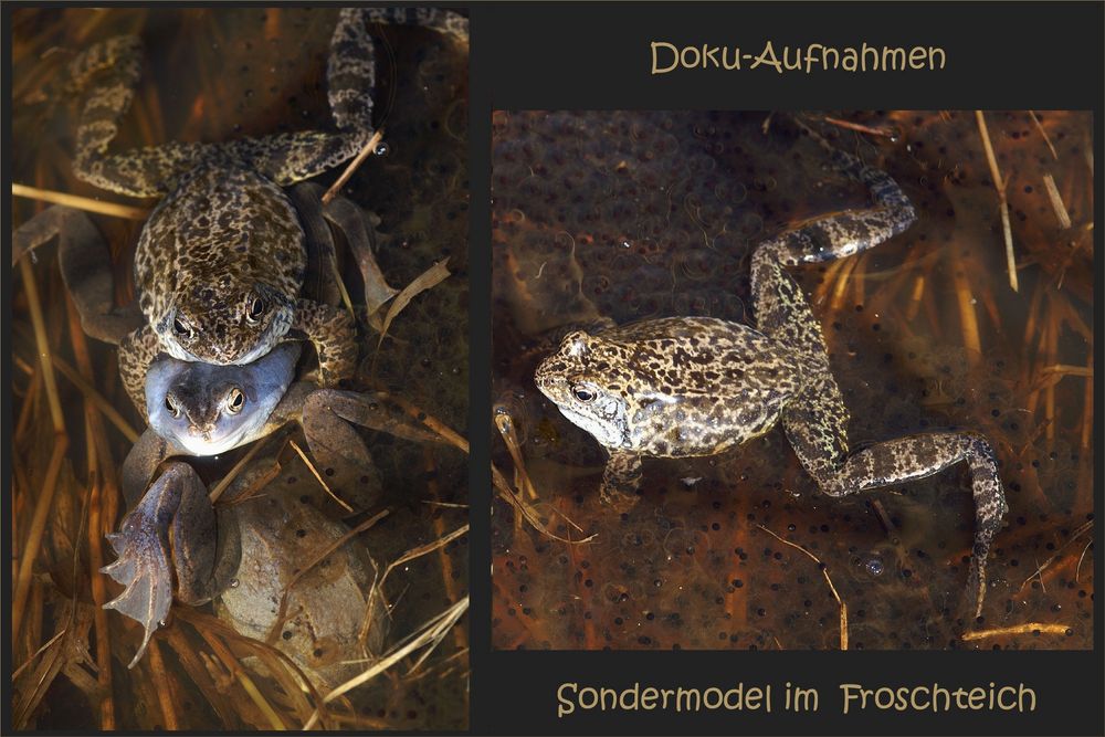 Dokuaufnahmen "Sondermodel im Froschteich"