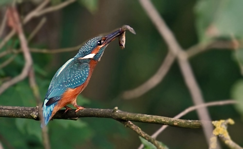 Dokubild "EISVOGEL mit FISCHLI"