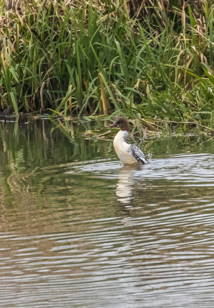 Dokubild NR. 3 von einem Gänsesäger