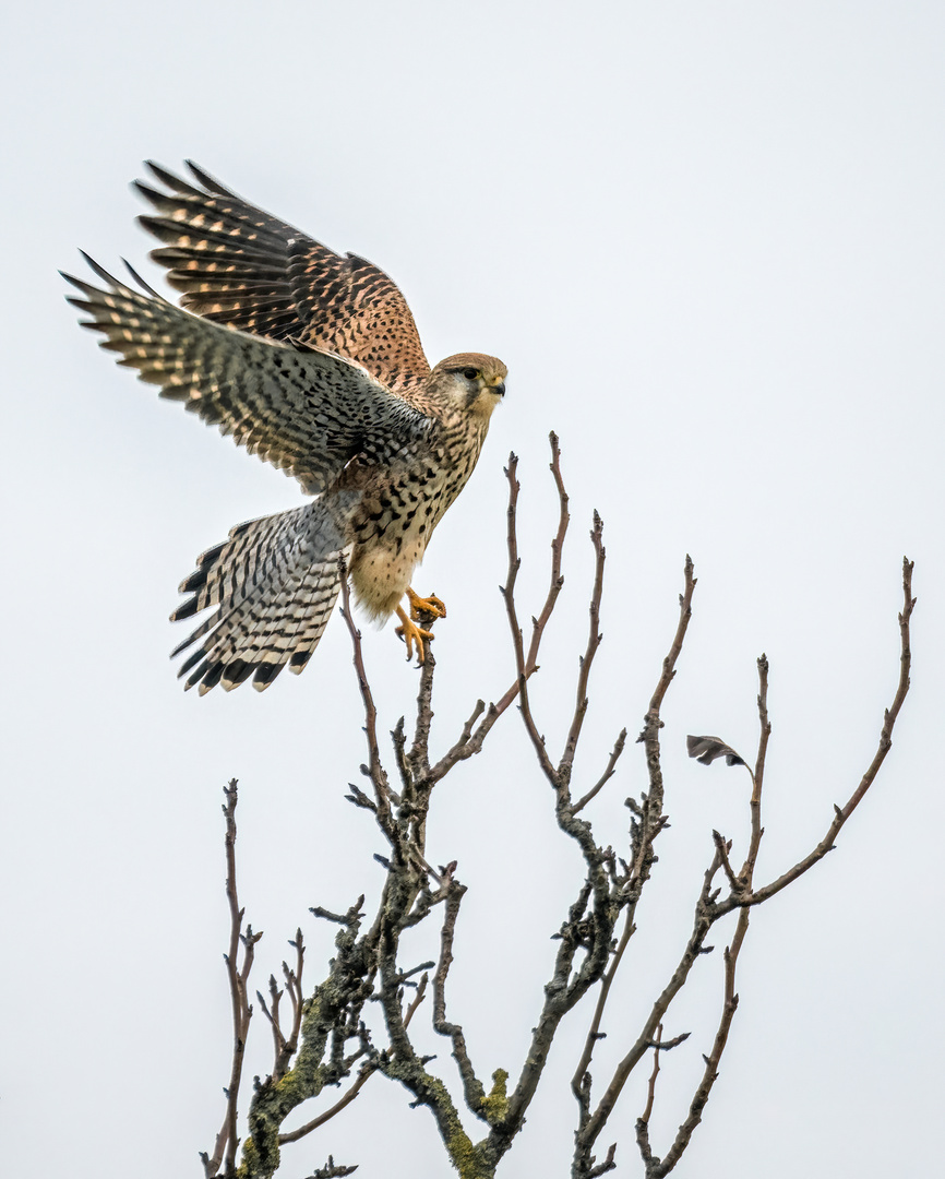 "Dokubild Turmfalke"