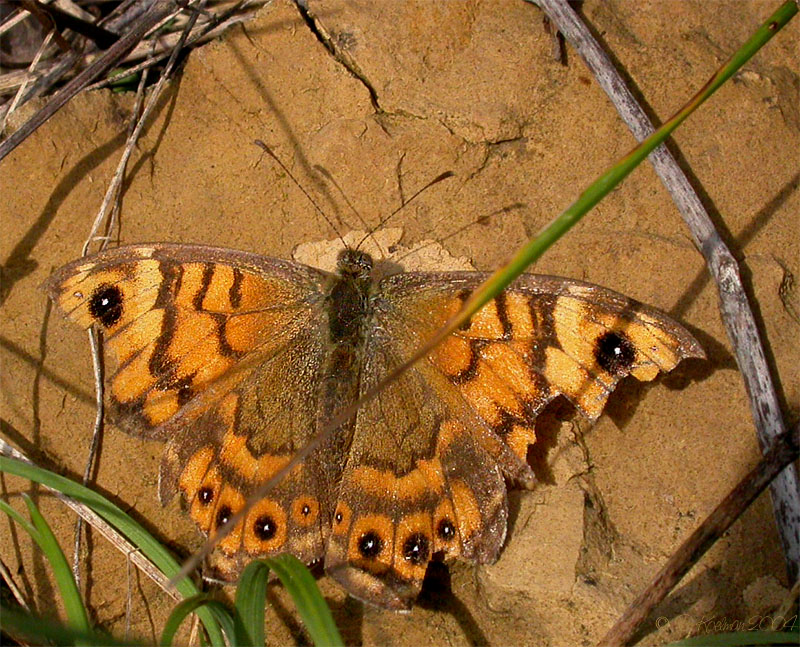 Dokufoto: die letzten des Jahres (Mauerfuchs)