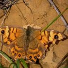 Dokufoto: die letzten des Jahres (Mauerfuchs)