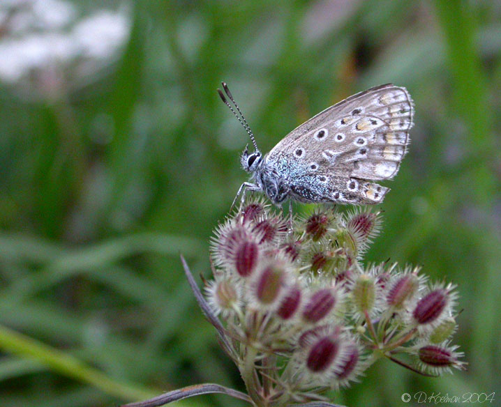 DOKUFOTO Hauhechelbläuling (Polyommatus icarus)