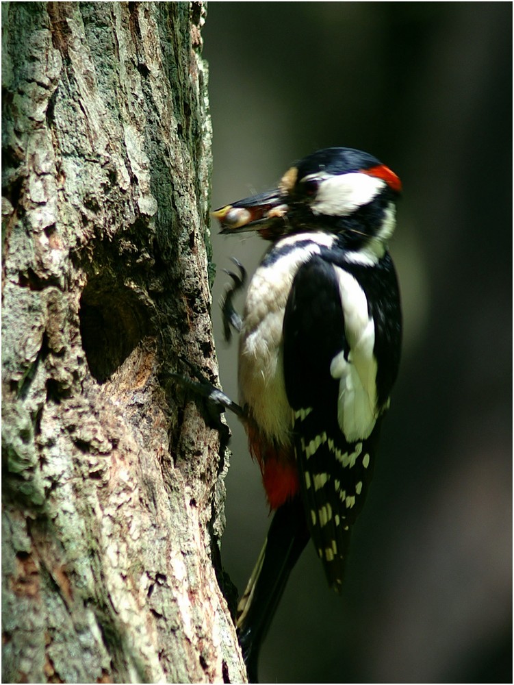 Dokufoto - Nesträuber - Buntspecht