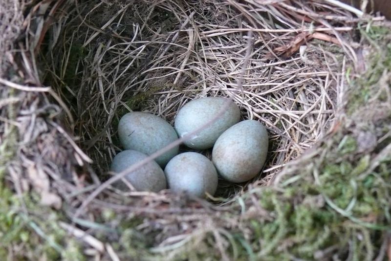 Dokumentation: Eine Amselfamilie entsteht (1) - Fünf Eier im Nest