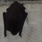 Dokumentation - Fledermaus in meinem Schlafzimmer