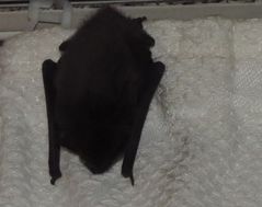 Dokumentation - Fledermaus in meinem Schlafzimmer