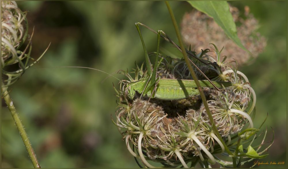 DOLCE DORMIRE (TETTIGONIA VIRDISSIMA (Linnaeus, 1758))