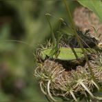 DOLCE DORMIRE (TETTIGONIA VIRDISSIMA (Linnaeus, 1758))