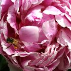 ....dolce peonia....