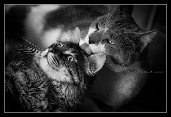 dolcemente ti toccano l'anima