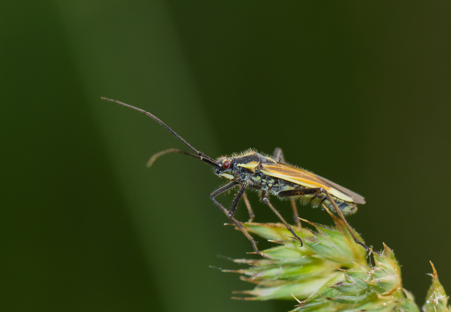 Dolchwanze (Leptopterna dolabrata).