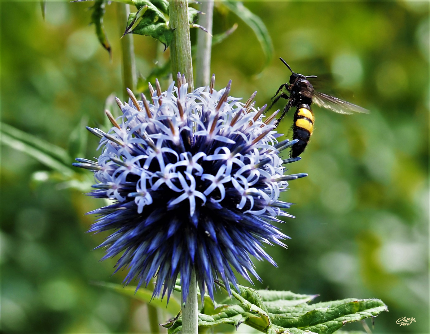 Dolchwespe auf Kugeldistel