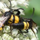 Dolchwespen-Männchen bedrängen ein Weibchen