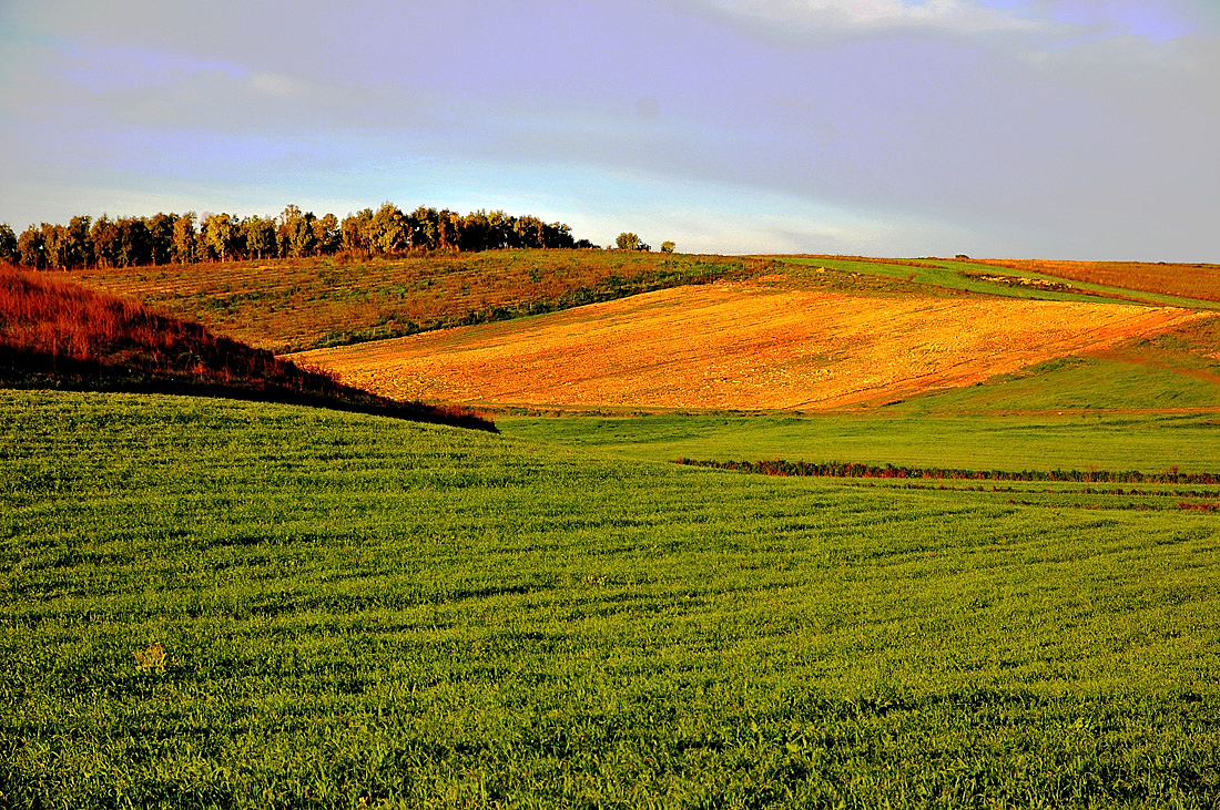 Dolci colline