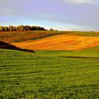 Dolci colline