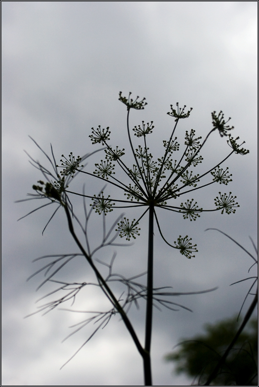 Dolde an grauem Himmel