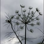 Dolde an grauem Himmel