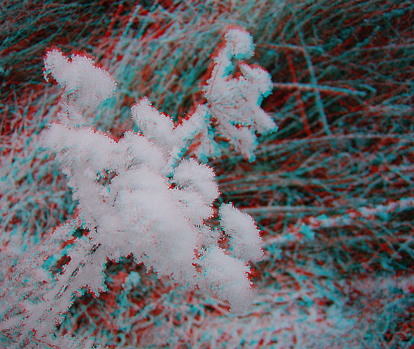 Dolde im Rauhreif (3D-Anaglyphe)