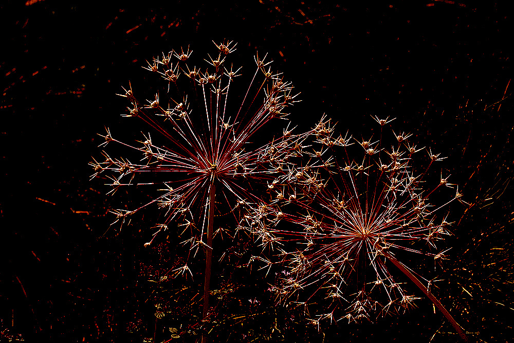 Dolden-Feuerwerk (rot)