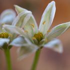 Dolden-Milchstern (ornithogalum)