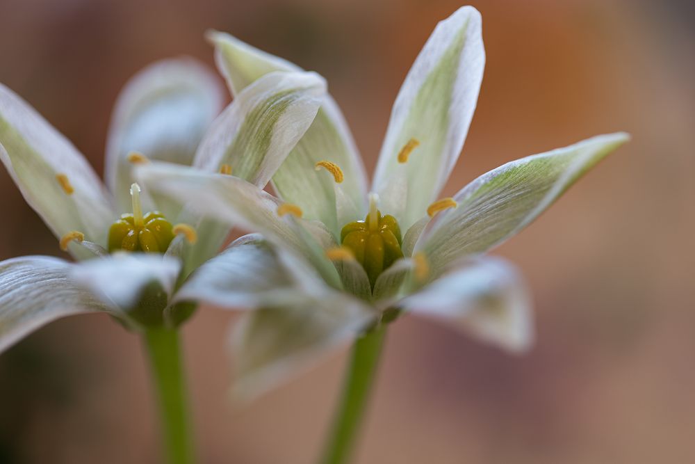 Dolden-Milchstern (ornithogalum)