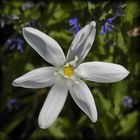 Dolden-Milchstern (Ornithogalum umbellatum)