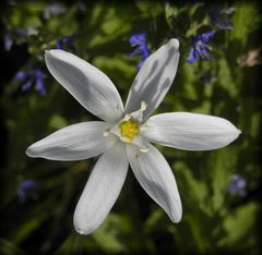 Dolden-Milchstern (Ornithogalum umbellatum)