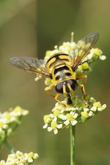 Dolden-Schwebfliege