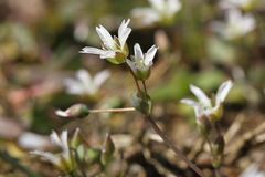 Dolden-Spurre (Holosteum umbellatum)