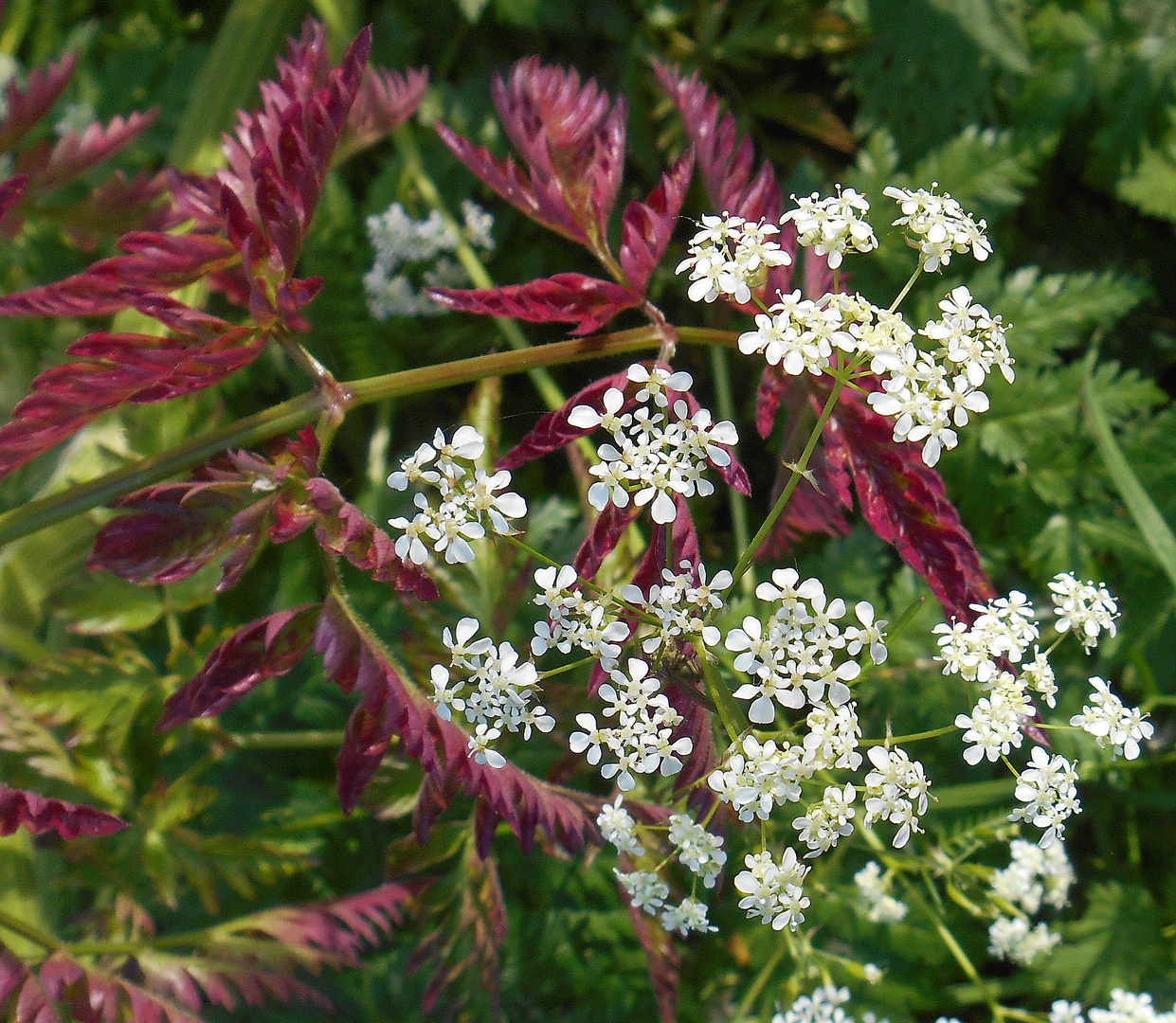 Doldenblüte