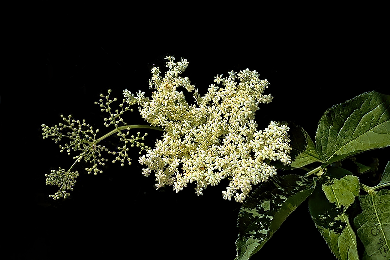 Doldenblüte des schwarzen Holunder