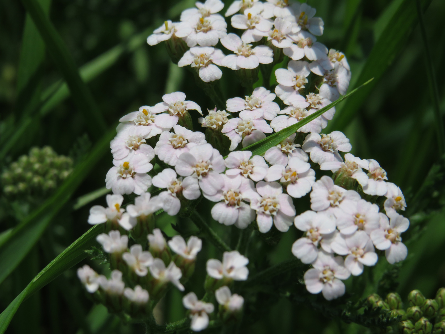 Doldenblüten