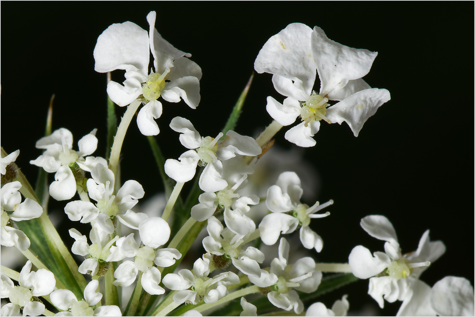 Doldenblüten der wilden Möhre mit Blütenstempeln