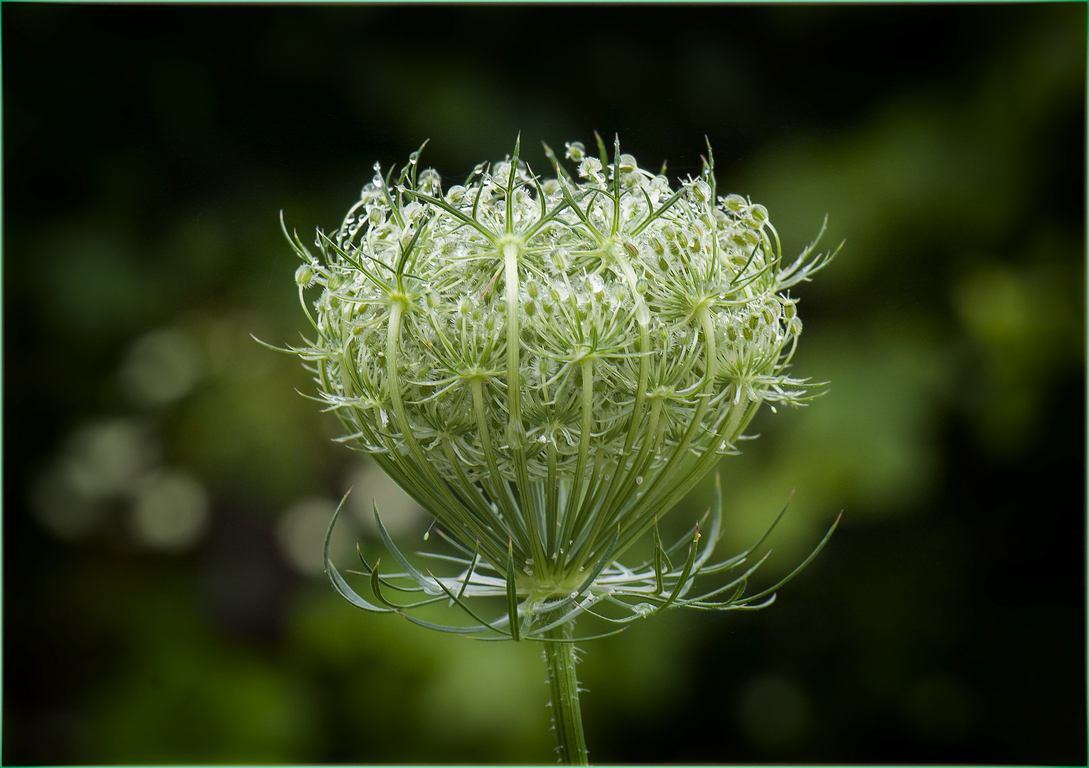 Doldenblütler Foto & Bild pflanzen, pilze & flechten, blüten