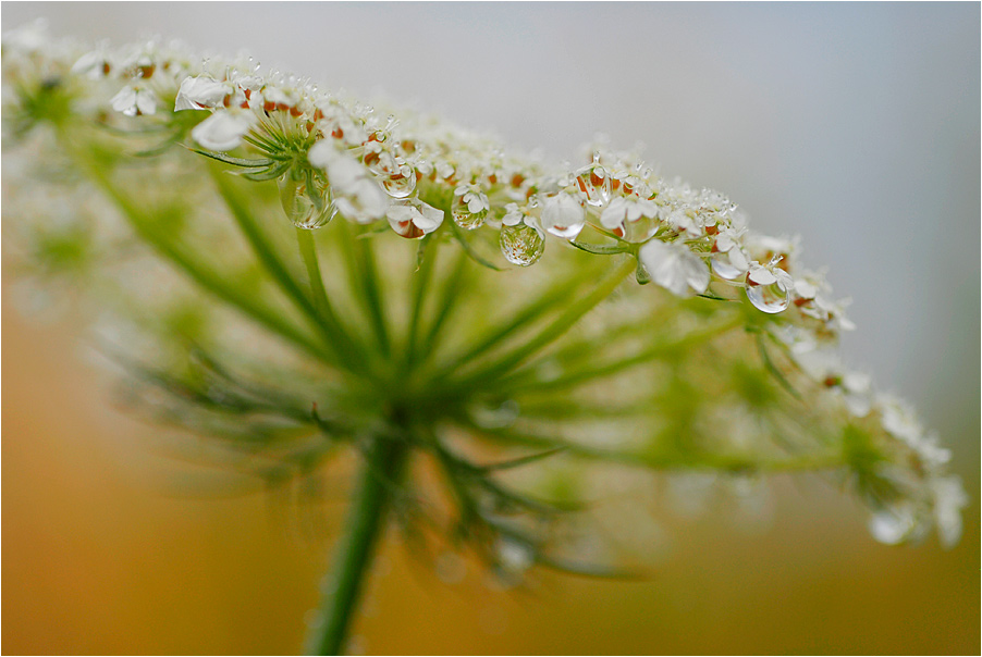 Doldenblütler Foto & Bild pflanzen, pilze & flechten, blüten