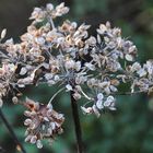 Doldenblütler im Herbst