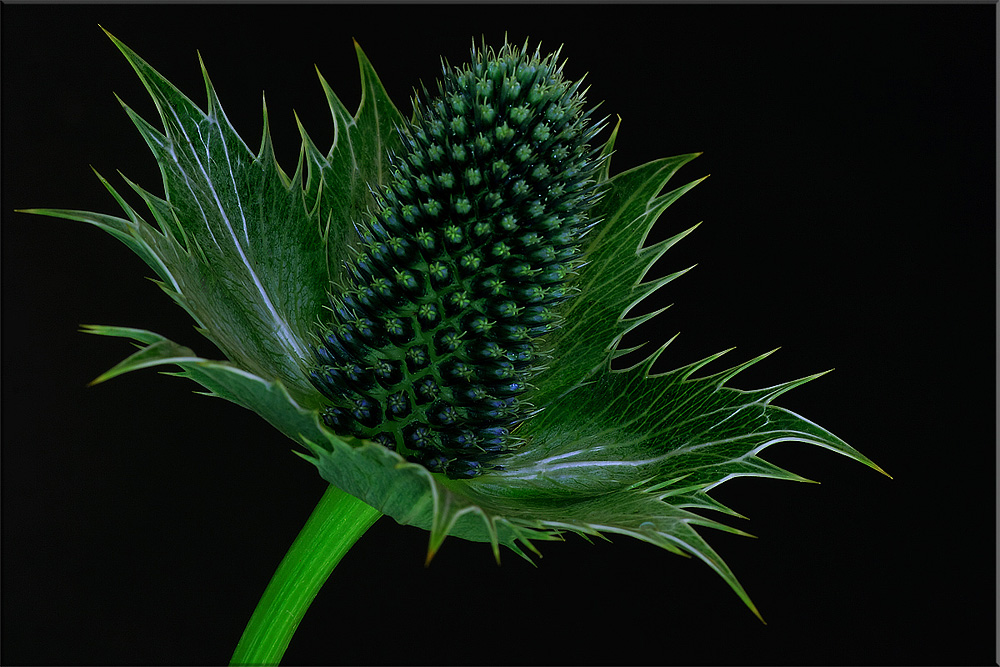 Doldengewächs Foto & Bild pflanzen, pilze & flechten, kakteen & sukkulenten, natur Bilder auf