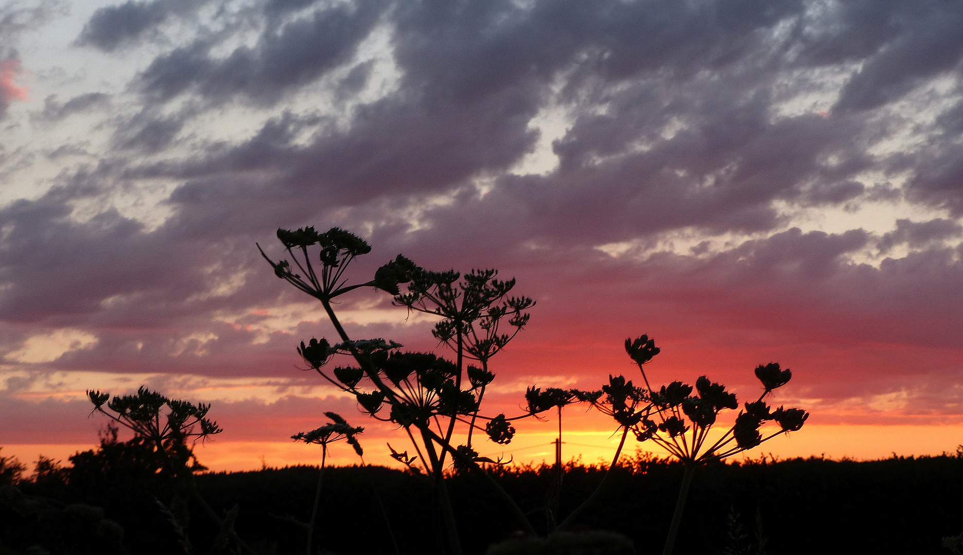 °°°° Doldengewächse im Abendrot °°°°