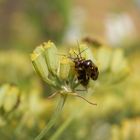 Doldenwanzen - Orthops basalis oder Orthops kalmii ???